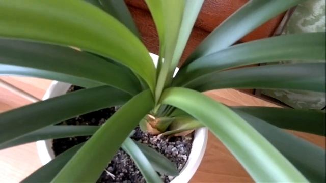 Комнатные цветы - Кливия Clivia. Почему Кливия не цветет и как заставить Кливию цвести. смотреть онлайн