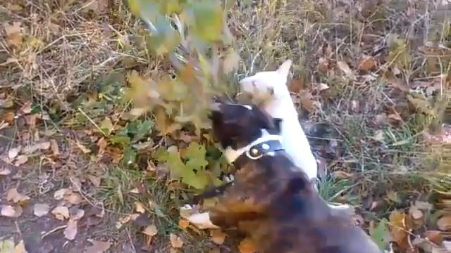 Стафф воспитывает бультерьера Bull Terrier Amstaff