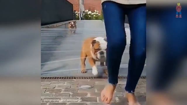 ВЕСЕЛЫЕ ЖИВОТНЫЕ, смешные животные, приколы с котами, приколы, приколы 2020, животные, кошки №23 смотреть онлайн