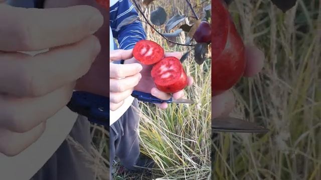 КрасноМЯКОТНАЯ Яблоня сорт Сирена обзор плодов осень 2021 г смотреть онлайн