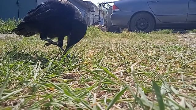 Сын забрал Ворона на прогулку. Детские Игры.