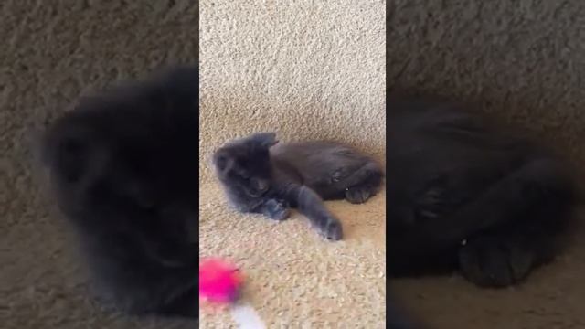 Голубой солидный мальчик котенок Мейн-кун, 4 месяца смотреть онлайн