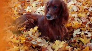 Осень - чудная пора!