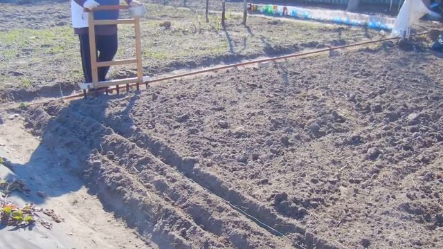 САЖАЕМ ЯРОВОЙ ЧЕСНОК. МОЙ ОПЫТ ПОЛУЧЕНИЯ ОДНОЗУБОК. ОТЛИЧИЯ ОЗИМОГО ОТ ЯРОВОГО ЧЕСНОКА смотреть онлайн