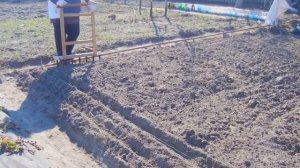 САЖАЕМ ЯРОВОЙ ЧЕСНОК.  МОЙ ОПЫТ ПОЛУЧЕНИЯ ОДНОЗУБОК. ОТЛИЧИЯ ОЗИМОГО ОТ ЯРОВОГО ЧЕСНОКА