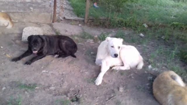 Кане корсо и среднеазиатские овчарки (алабай).Питомник "La mia aziendo " ПРОТИВ купировки собак. смотреть онлайн