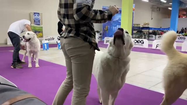 Выставка собак г. Москва ТИМЕРТАШ ЯЖЕРДАНА дочь Даны и Илюши ЮКЧК, JCAC, Лучший юниор сука (1/5),BO смотреть онлайн