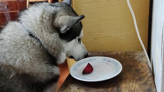 Хаски ест морковь и СВЕКЛУ! смотреть онлайн