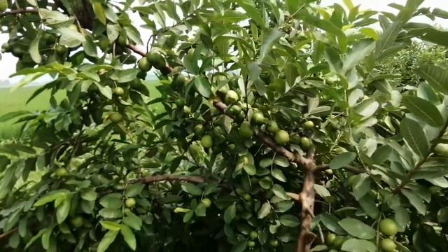 my guava garden смотреть онлайн