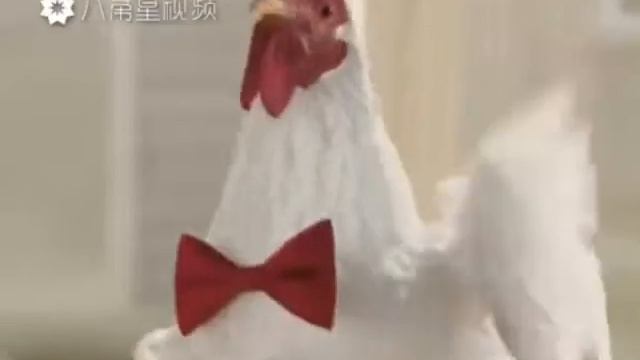 Курицы и петух смотреть онлайн