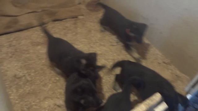 Щенки, 1,5 месяца, питомник "Виа Прима", г.Астана, Казахстан смотреть онлайн