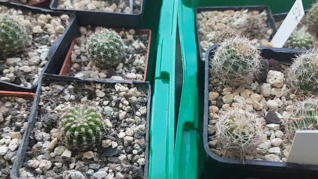 Детки у кактуса.Что с ними делать,как отсадить.Cacteen.64 смотреть онлайн