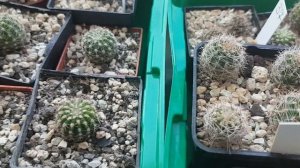 Детки у кактуса.Что с ними делать,как отсадить.Cacteen.64