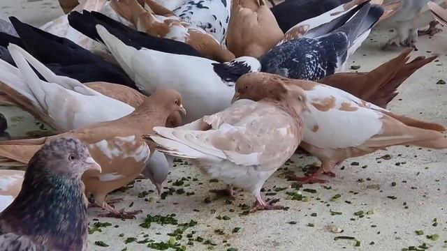 Бакинцы Такла зелёный лук(Голуби состояние) смотреть онлайн