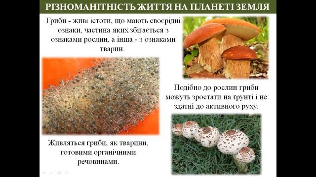 РІЗНОМАНІТНІСТЬ ЖИТТЯ смотреть онлайн