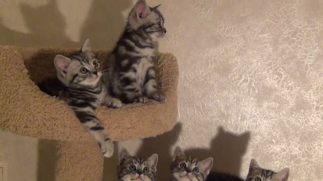 Британские мраморные котята смотреть онлайн