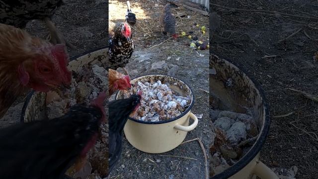 ПТИЧИЙ ДВОР. Вкусняшки.