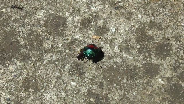 10 Самых Красивых Насекомых - [ Наша удивительная планета ] смотреть онлайн