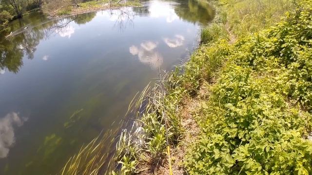 Ультралайт на малой реке. Окунь и Tioga - первое свидаие.