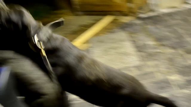 Protection Bandog BO смотреть онлайн
