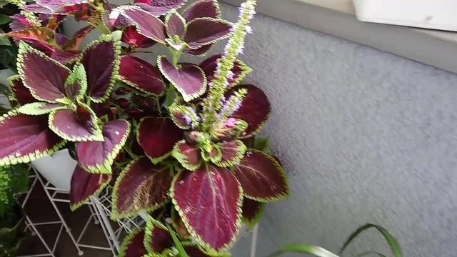 Стимуляторы роста растений. Что должен знать каждый цветовод? смотреть онлайн