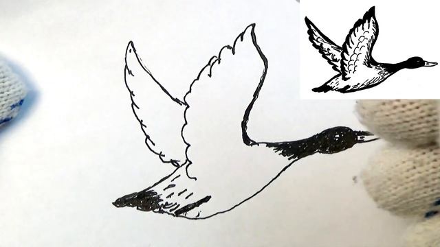 Утка для срисовки. смотреть онлайн