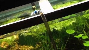 Выращивание и продажа аквариумных растений как бизнес