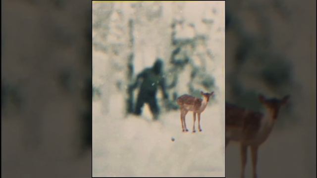 Саша Ветер ... Это не снежный человек, это Коля Тибо ! смотреть онлайн