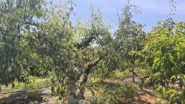 ДАЧА В КРЫМУ 750 000 дом жилой СНТ МЕЛИОРАТОР ПГТ КРАСНОГВАРДЕЙСКОЕ смотреть онлайн