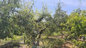 ДАЧА В КРЫМУ 750 000 дом жилой СНТ МЕЛИОРАТОР ПГТ КРАСНОГВАРДЕЙСКОЕ