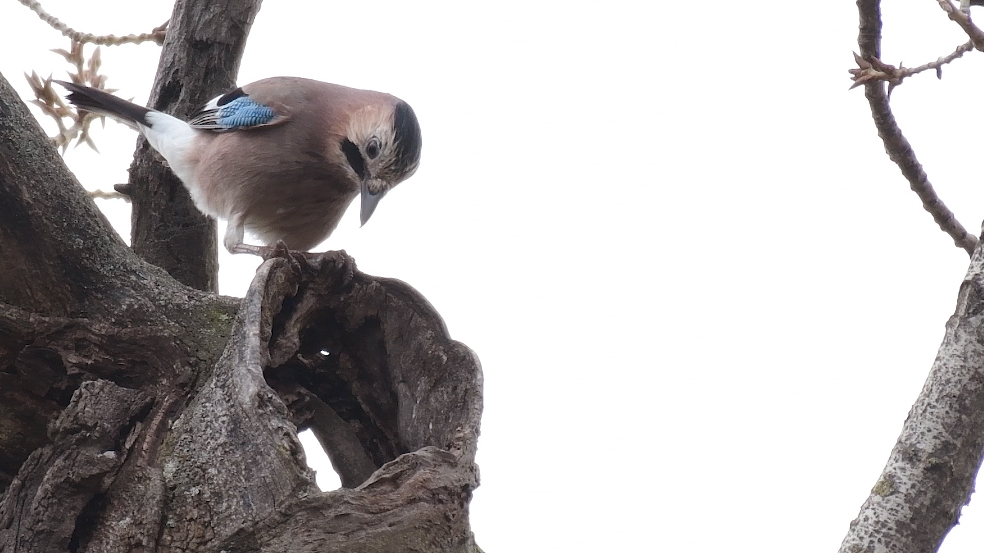Кто, кто в теремочке живёт? смотреть онлайн