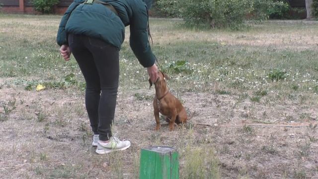 081. КАК ВОСПИТЫВАТЬ ТАКСУ. смотреть онлайн