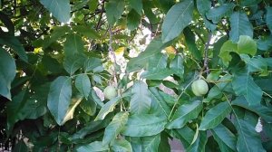 К чему снятся грецкие орехи