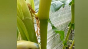 Выращивание кукурузы в Ленинградской области. Кукуруза на севере.