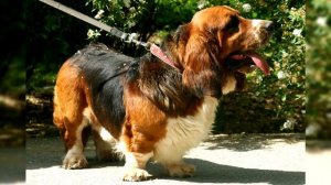 Бассет хаунд. Плюсы и минусы, Цена, Как выбрать, Факты, Уход, История