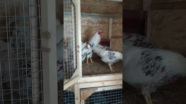 Куры Йокогама. Yokohama