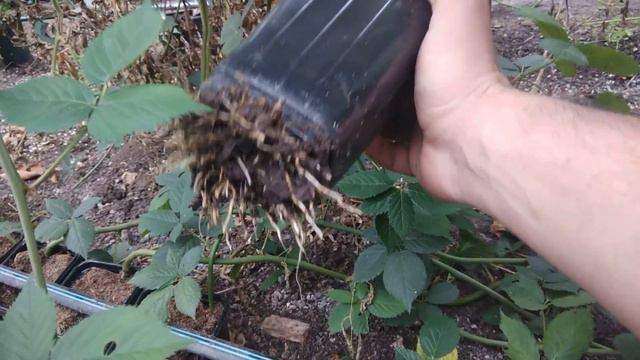 Обо всем по немногу Обход ежевики 26.10.2020 смотреть онлайн