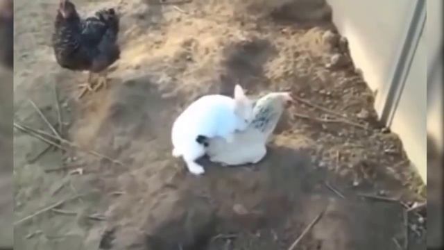 Rabbit Humps Dog and Chicken !!! смотреть онлайн