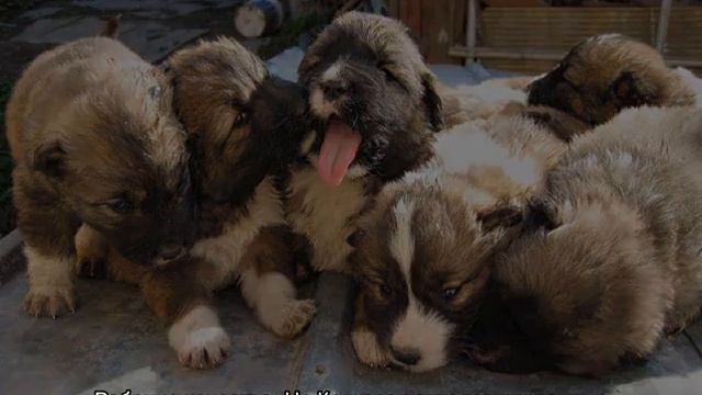 Кавказская овчарка волкодав: характеристика породы смотреть онлайн