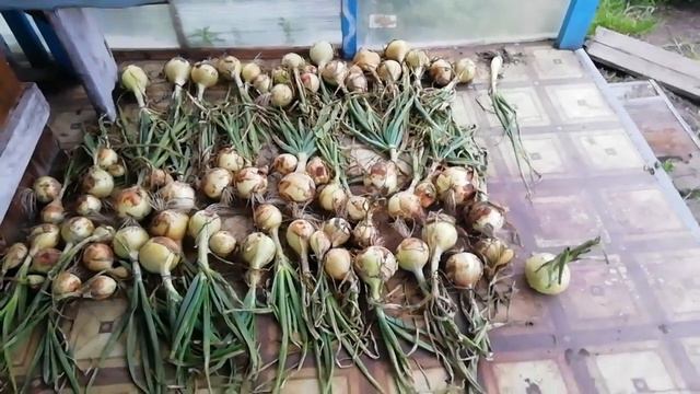 Мой лук эксибишен. смотреть онлайн