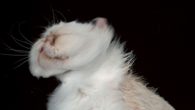SHAKE CATS Slow Cam!!