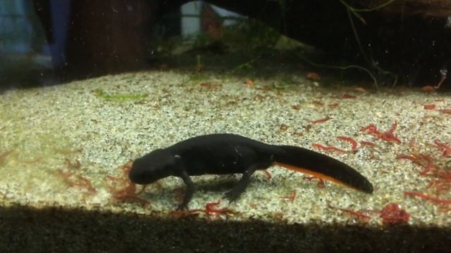 Cynops Orientalis feeding on Chironomus HD смотреть онлайн