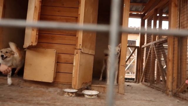 Поехали в приют| Нужен Каждый | Приют собак и кошек | Алёша смотреть онлайн