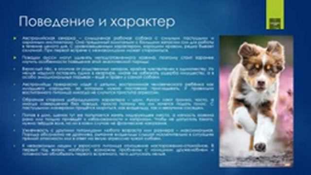 АВСТРАЛИЙСКАЯ ОВЧАРКА АУССИ | 342 | AUSTRALIAN SHEPHERD AUSSIE #аусси #кинология смотреть онлайн