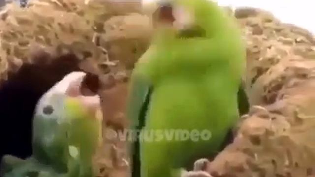 Когда с другом услышали любимый трек/Прикол с попугаями смотреть онлайн