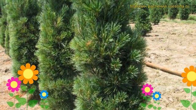 Сосна веймутова Фастигиата. Краткий обзор, описание характеристик pinus strobus Fastigiata смотреть онлайн