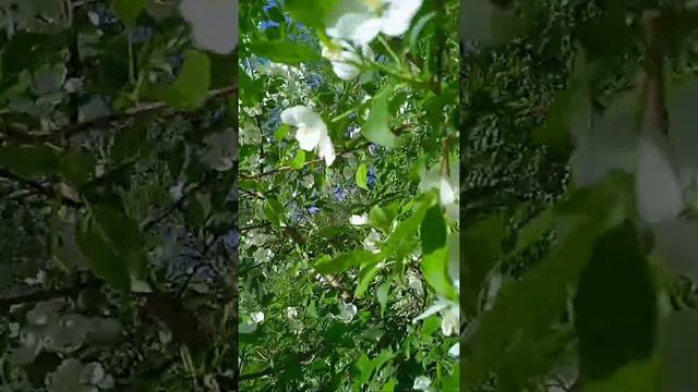 Дендропарк Новосибирск Краснообск (Лес, звуки природы, цветы, пение птиц) смотреть онлайн