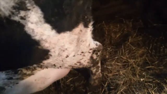 У НАС РОДЫ !!! НЕ МОЛОКО , А КАКА !!!!! Отёл коровы ?