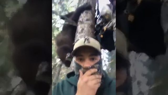 Медведи умеют лазить по деревьям? Наглядно смотреть онлайн