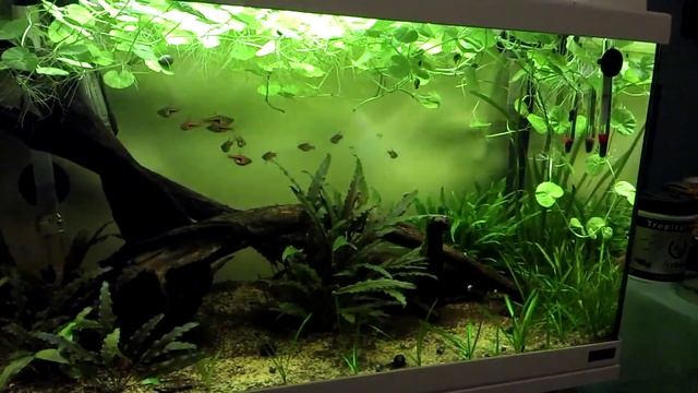 Rasbora espei fry смотреть онлайн